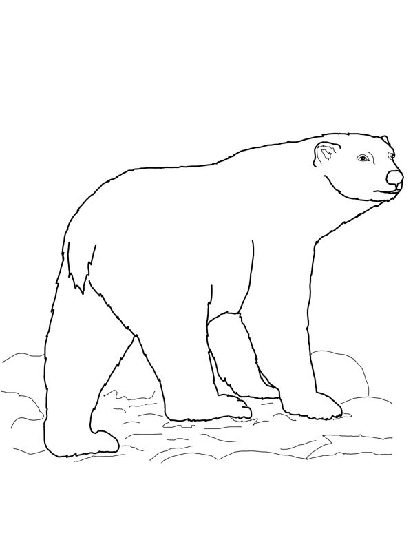 Desenho de Urso Polar para colorir e imprimir: número 6