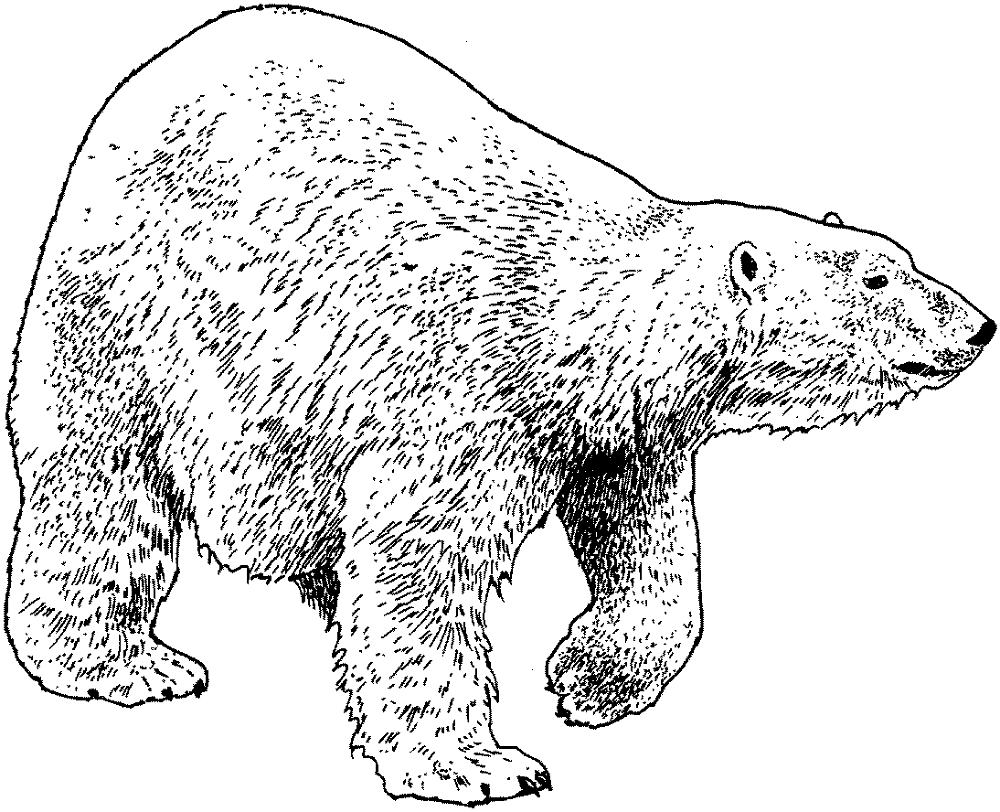 Desenho de Urso Polar para colorir e imprimir: número 8