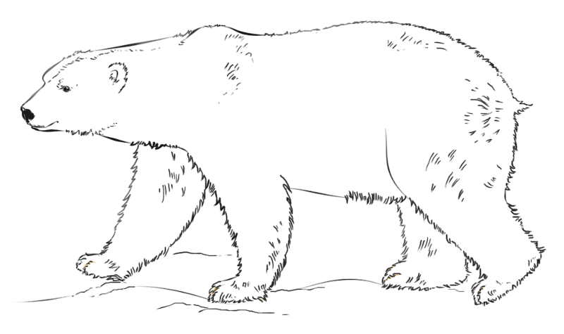 Desenho de Urso Polar para colorir e imprimir: número 9