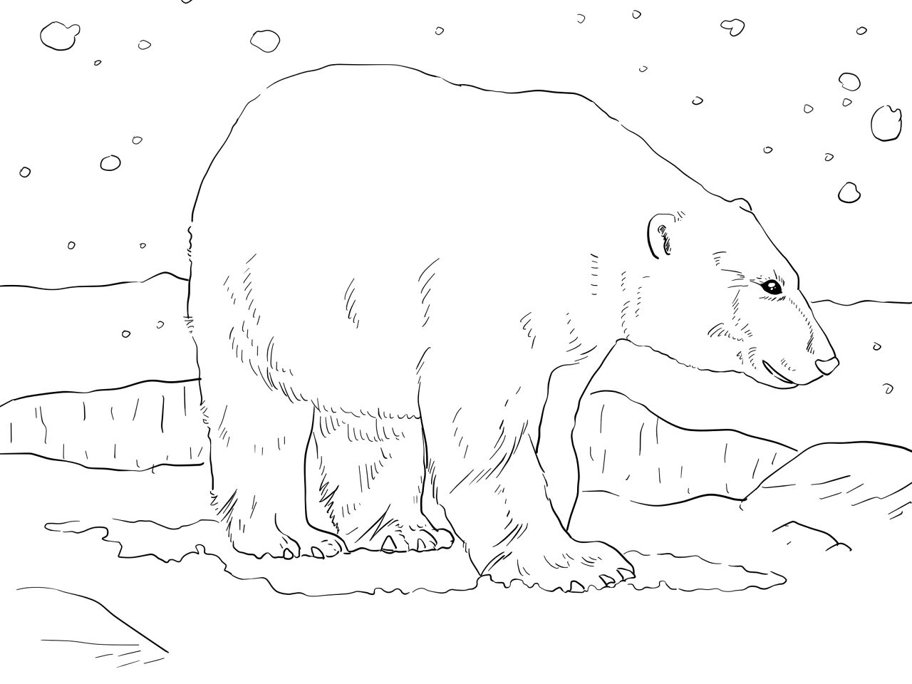 Desenho de Urso Polar para colorir e imprimir: número 13