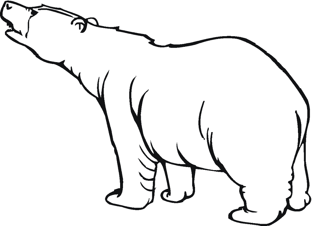 Desenho de Urso Polar para colorir e imprimir: número 15