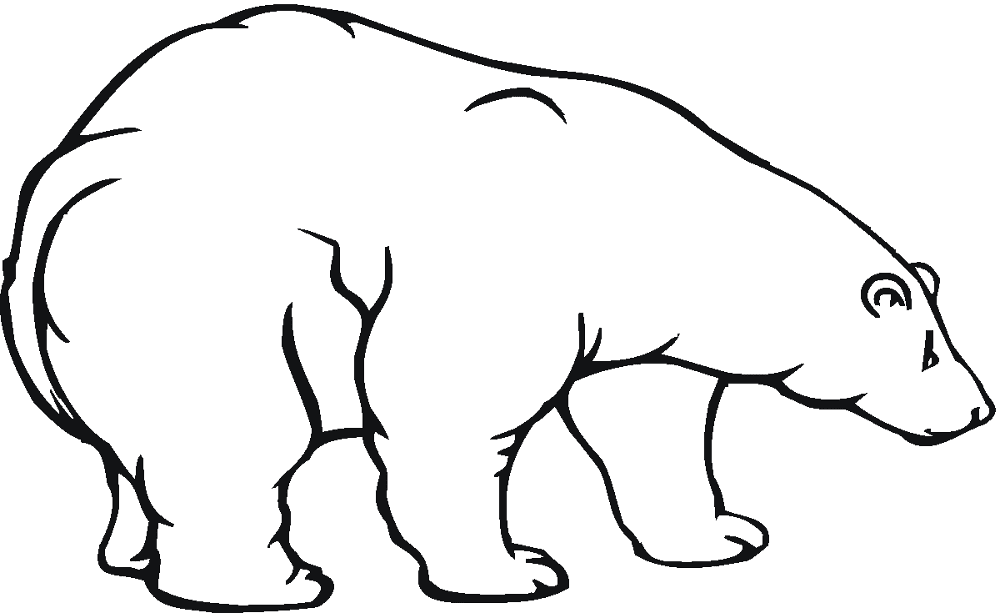 Desenho de Urso Polar para colorir e imprimir: número 16