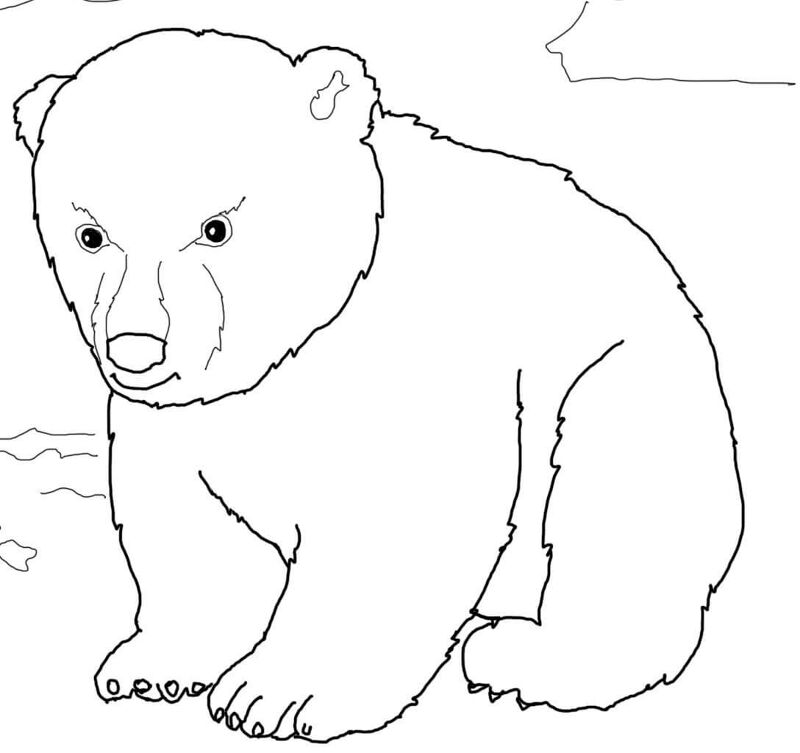 Desenho de Urso Polar para colorir e imprimir: número 26