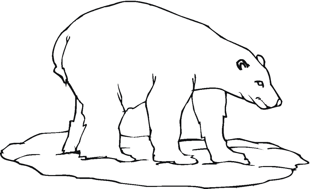 Desenho de Urso Polar para colorir e imprimir: número 36