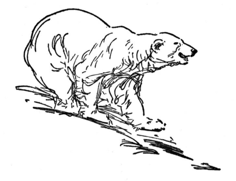 Desenho de Urso Polar para colorir e imprimir: número 37