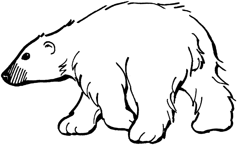 Desenho de Urso Polar para colorir e imprimir: número 38