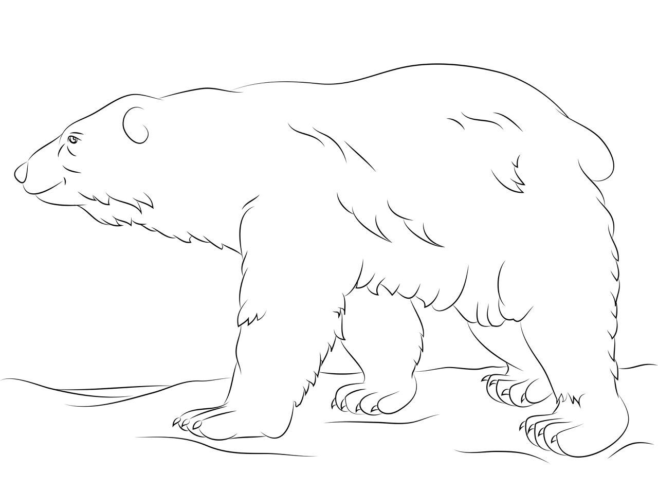 Desenho de Urso Polar para colorir e imprimir: número 46