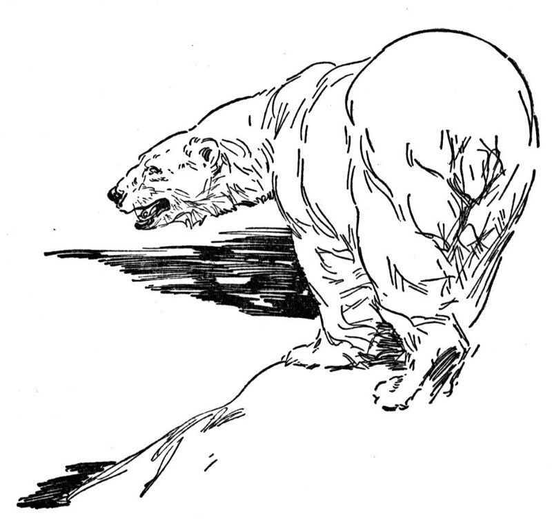 Desenho de Urso Polar para colorir