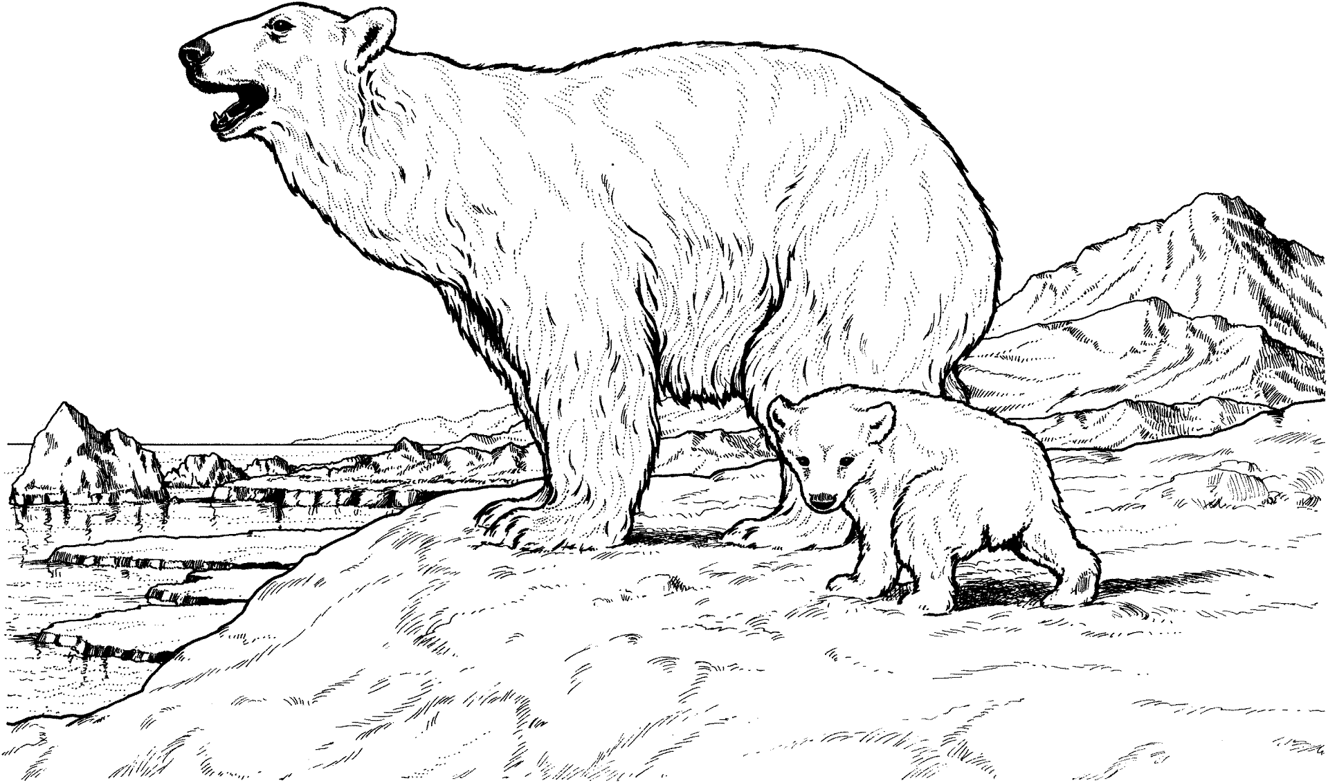 Desenho de Urso Polar para colorir