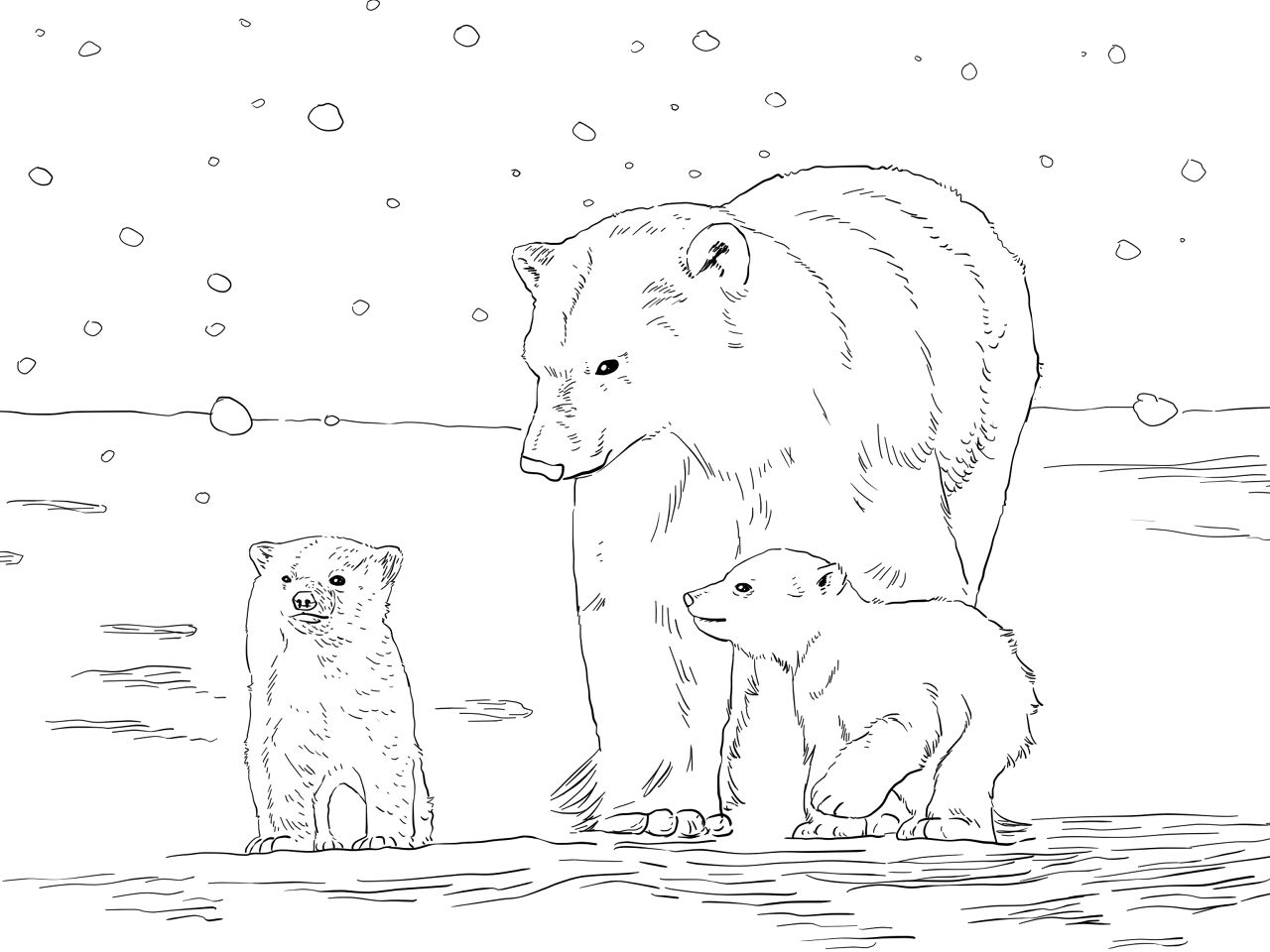 Desenho de Urso Polar para colorir