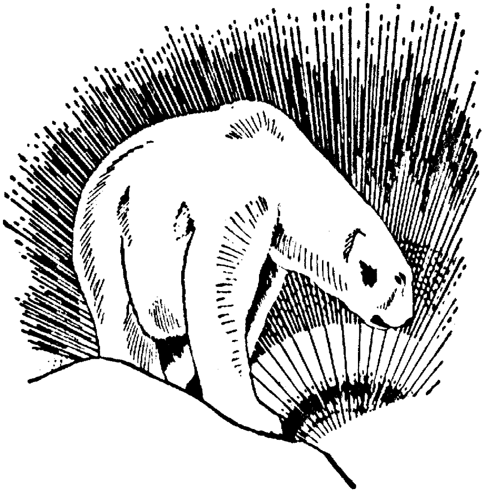 Desenho de Urso Polar para colorir