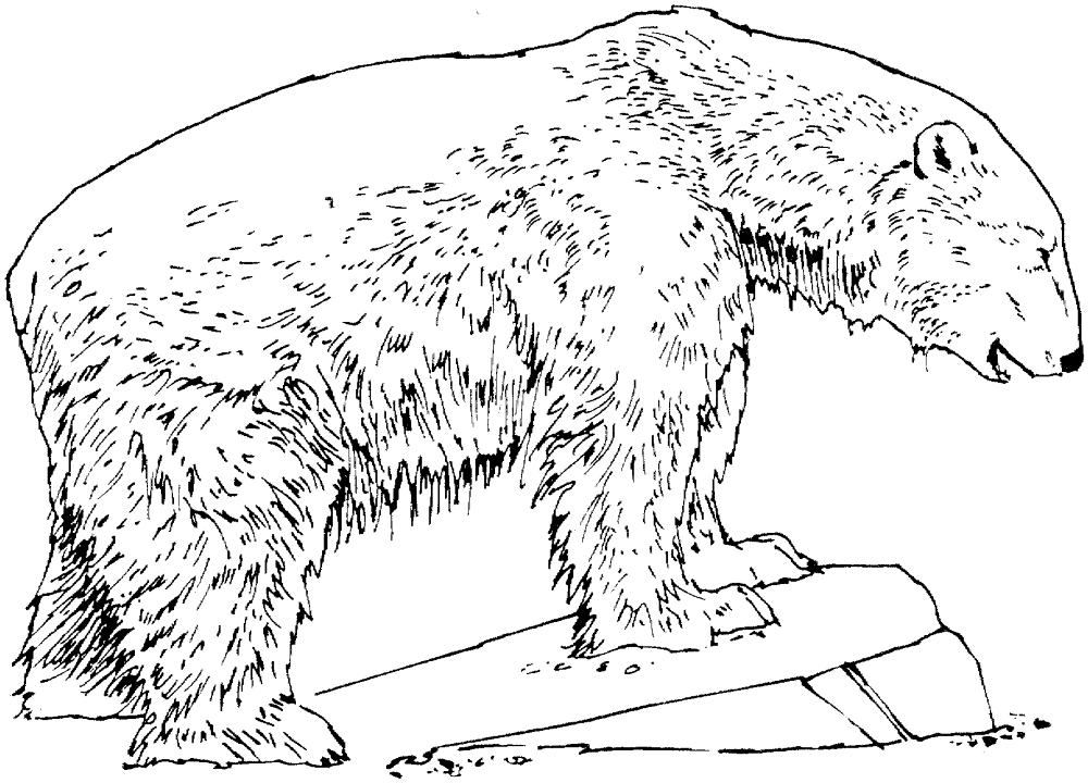 Desenho de Urso Polar para colorir