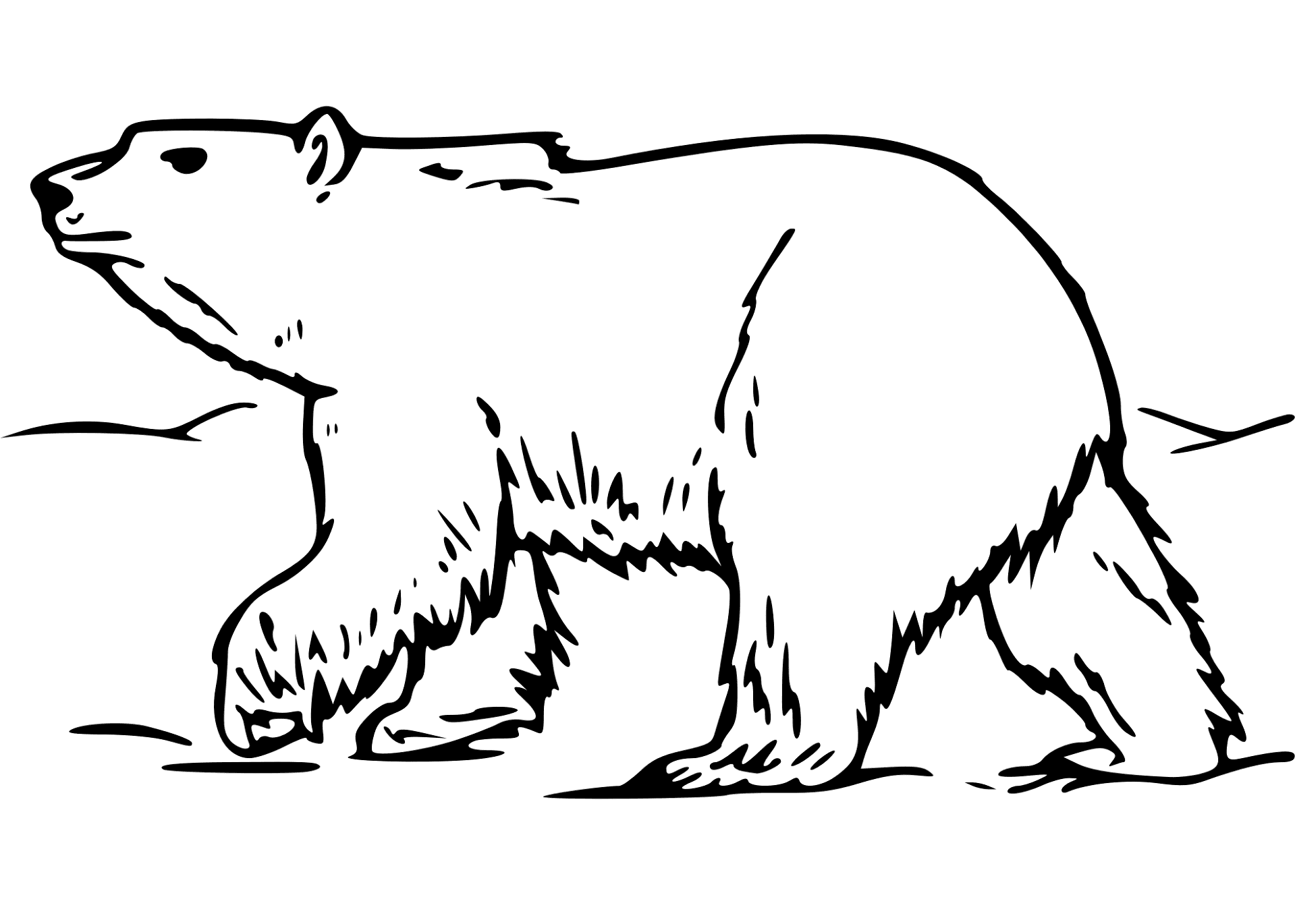 Desenho de Urso Polar para colorir