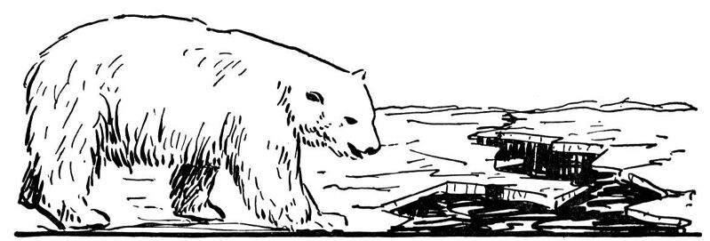 Desenho de Urso Polar para colorir