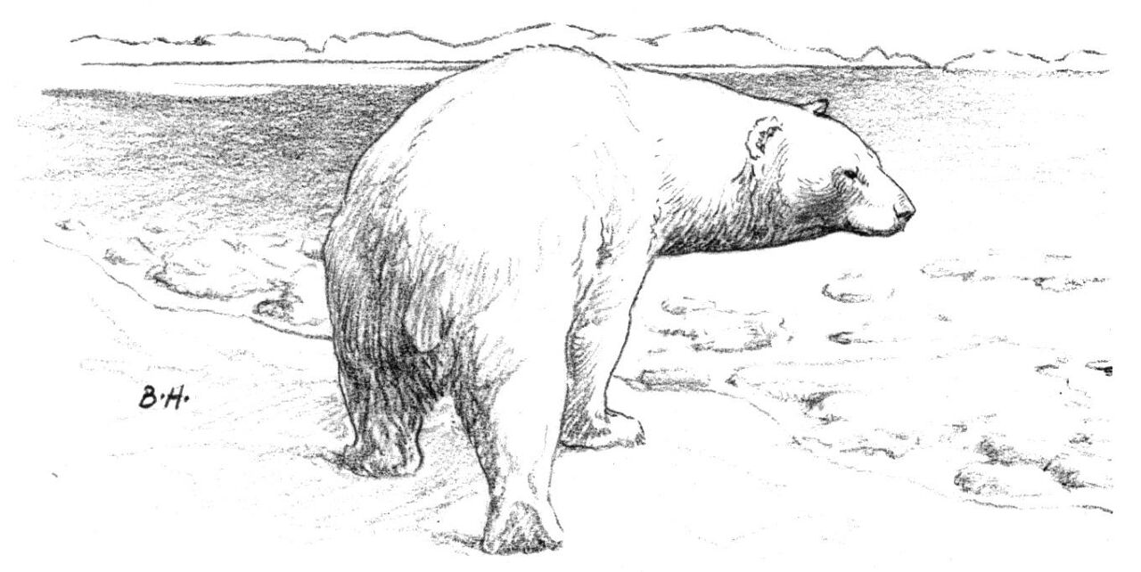 Desenho de Urso Polar para colorir
