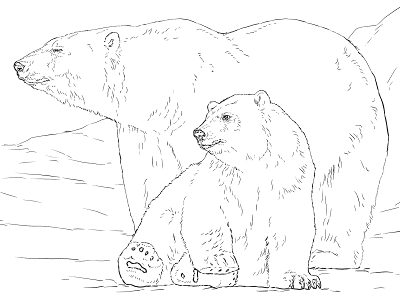 Desenho de Urso Polar para colorir
