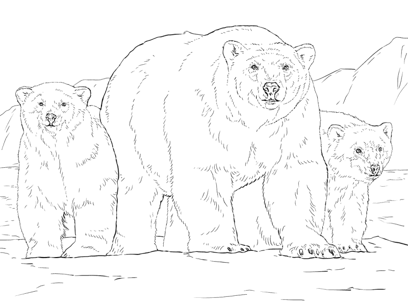 Desenho de Urso Polar para colorir