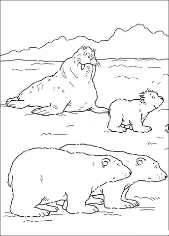 Desenho de Urso Polar para colorir