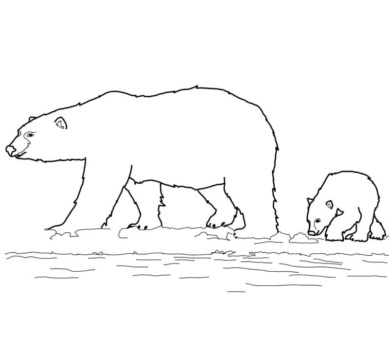 Desenho de Urso Polar para colorir