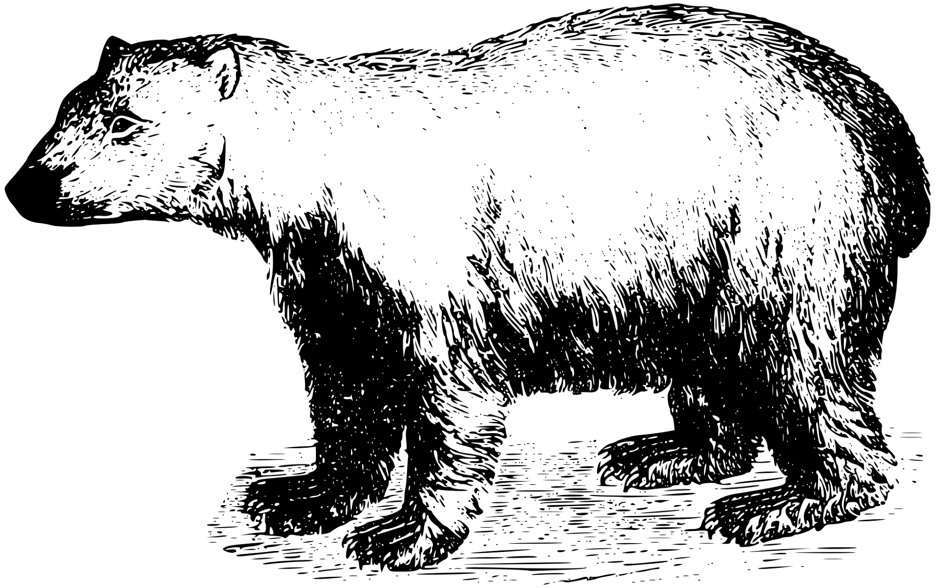 Desenho de Urso Polar para colorir