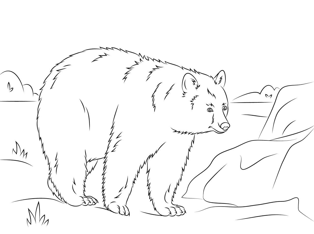 Desenho de Ursos para colorir e imprimir: número 11
