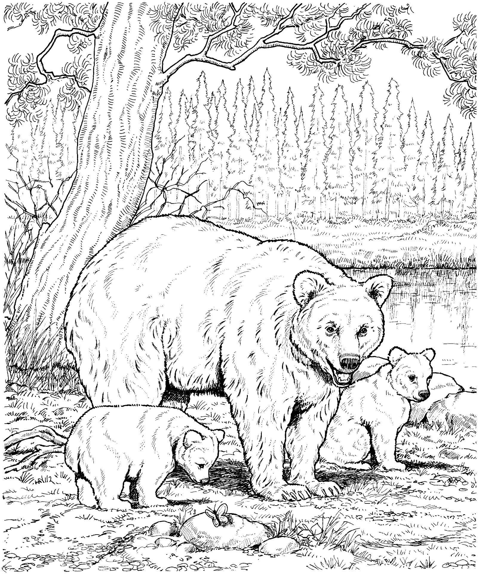Desenho de Ursos para colorir e imprimir: número 15