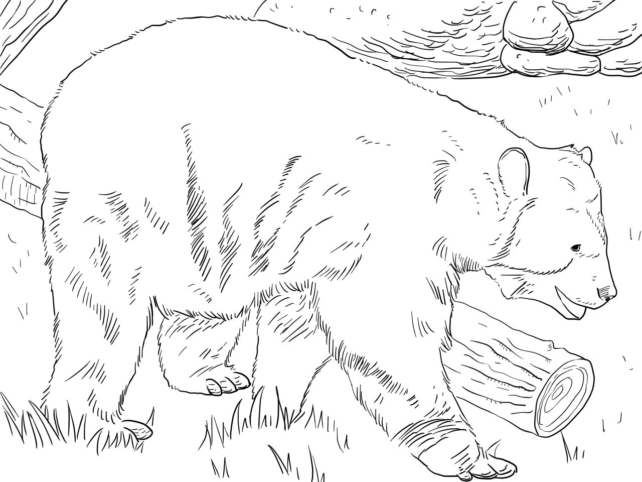 Desenho de Ursos para colorir e imprimir: número 17