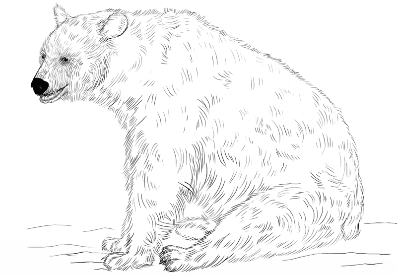 Desenho de Ursos para colorir e imprimir: número 26