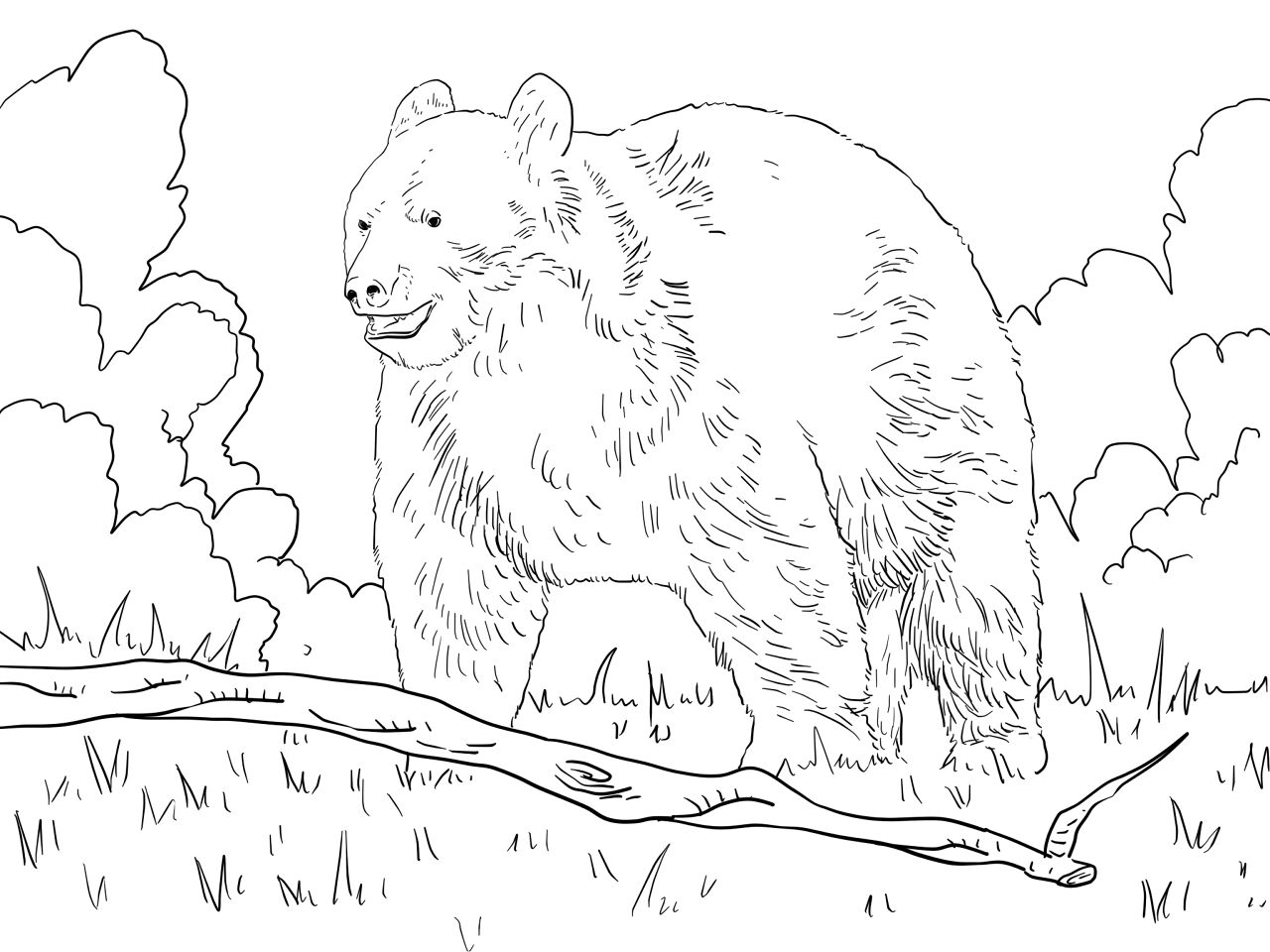 Desenho de Ursos para colorir e imprimir: número 27