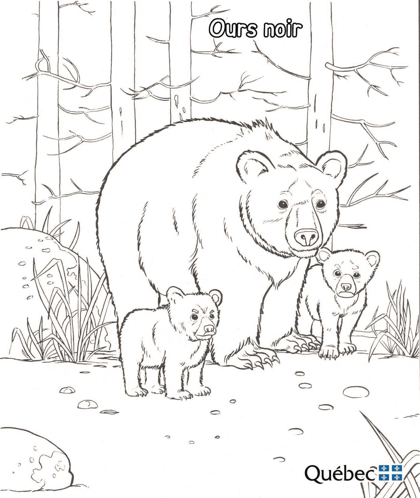 Desenho de Ursos para colorir e imprimir: número 28