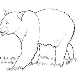 Desenho de Ursos para colorir e imprimir: número 35
