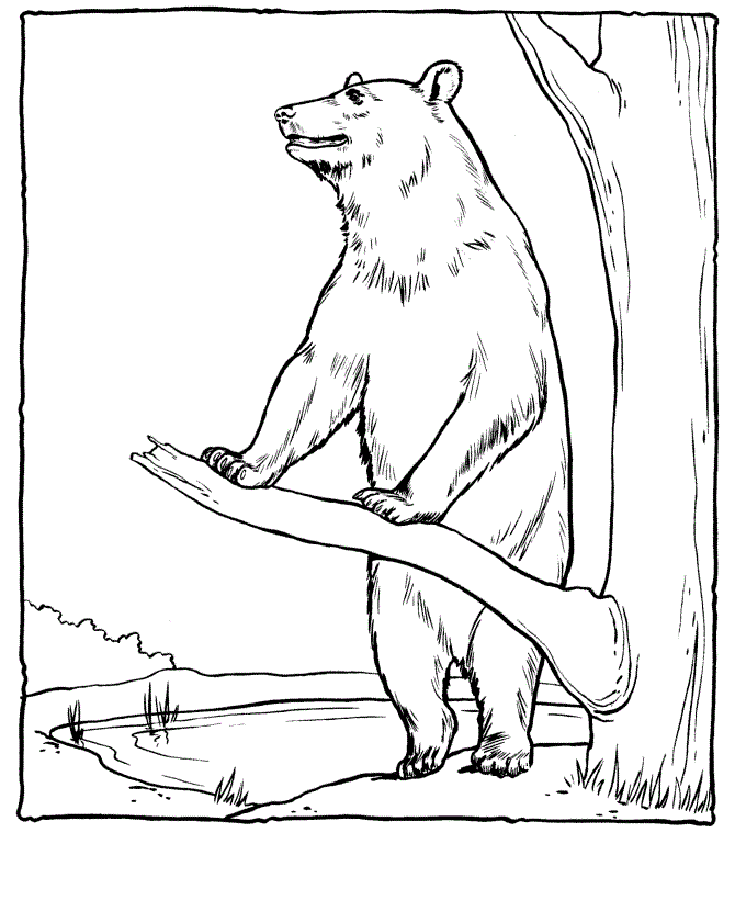Desenho de Ursos para colorir e imprimir: número 37