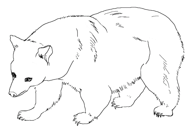 Desenho de Ursos para colorir e imprimir: número 41