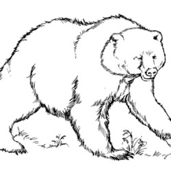 Desenho de Ursos para colorir e imprimir: número 44