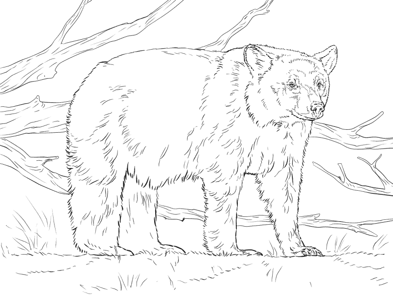 Desenho de Ursos para colorir