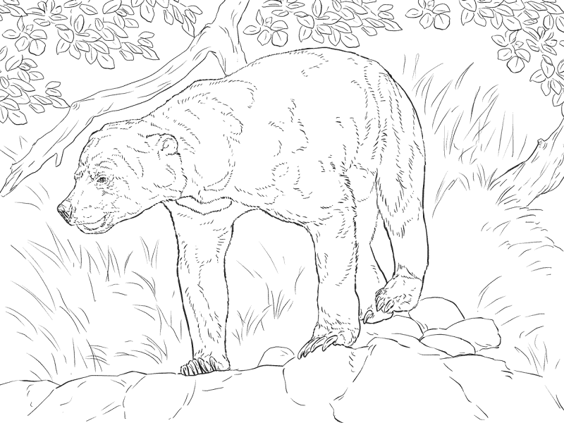 Desenho de Ursos para colorir
