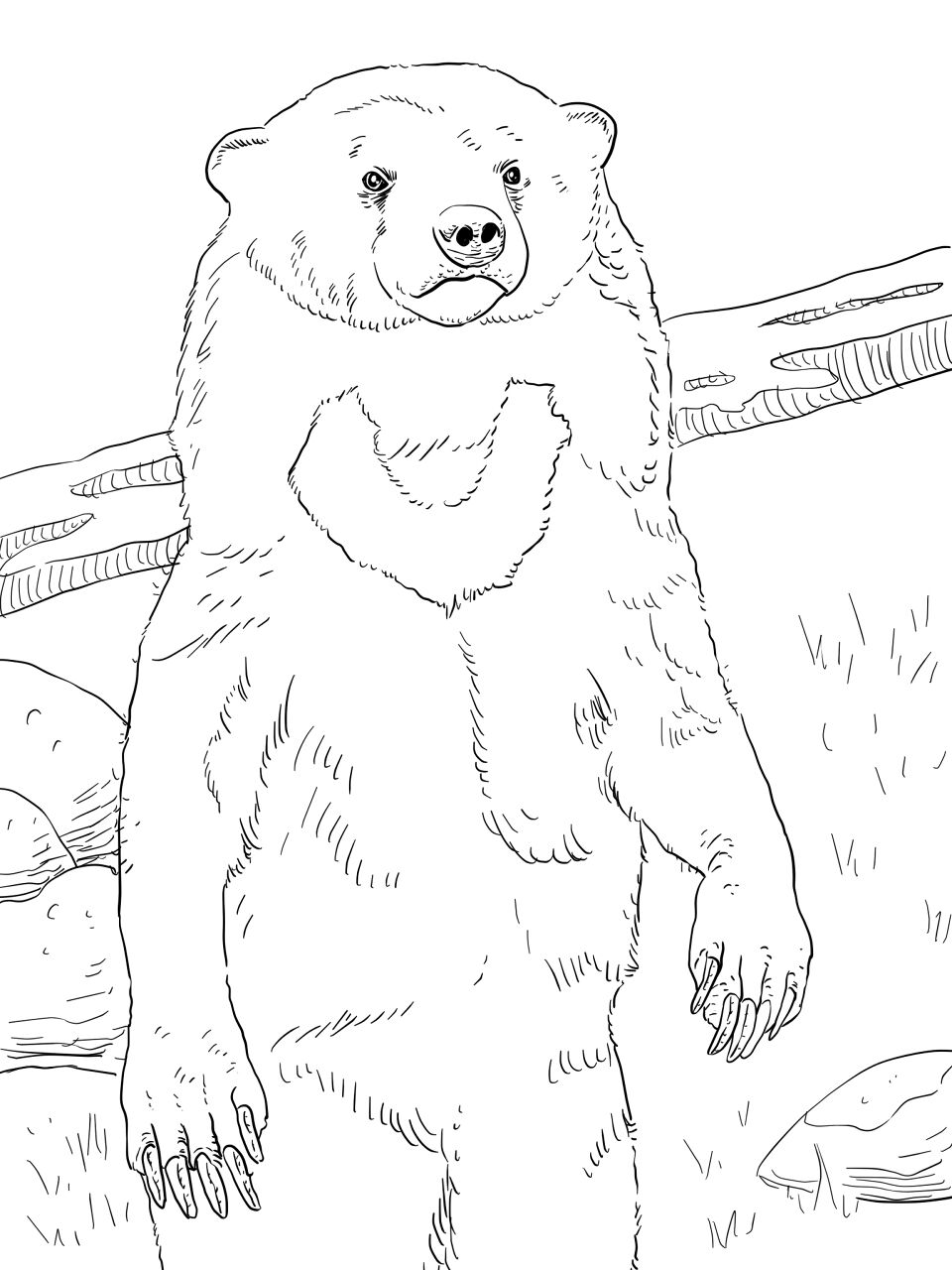 Desenho de Ursos para colorir