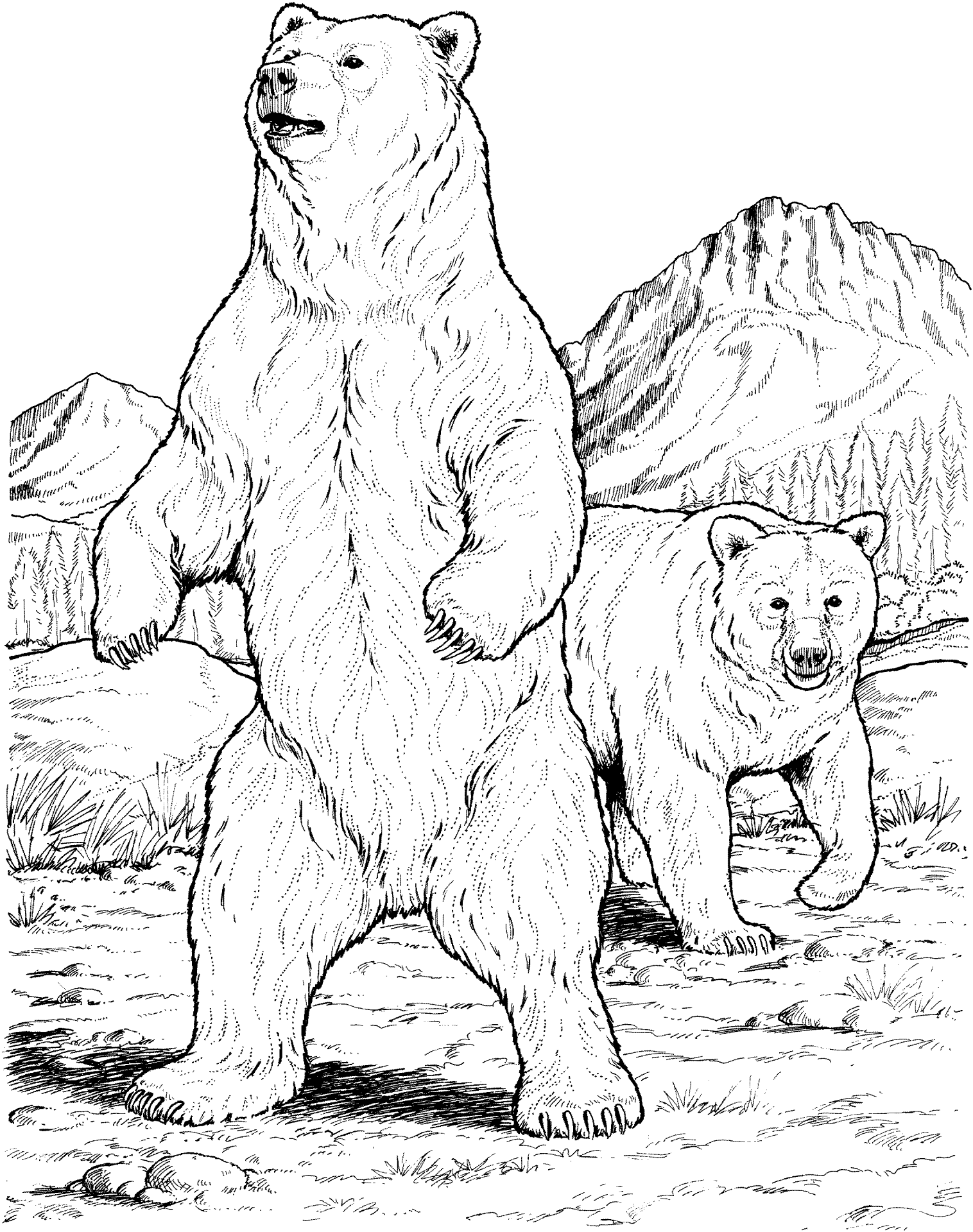 Desenho de Ursos para colorir