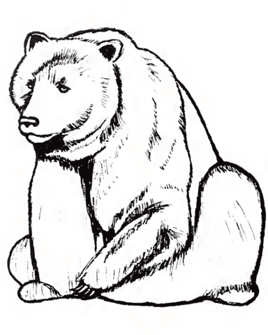 Desenho de Ursos Pardos para colorir e imprimir: número 2
