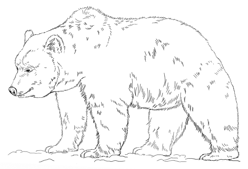 Desenho de Ursos Pardos para colorir e imprimir: número 4