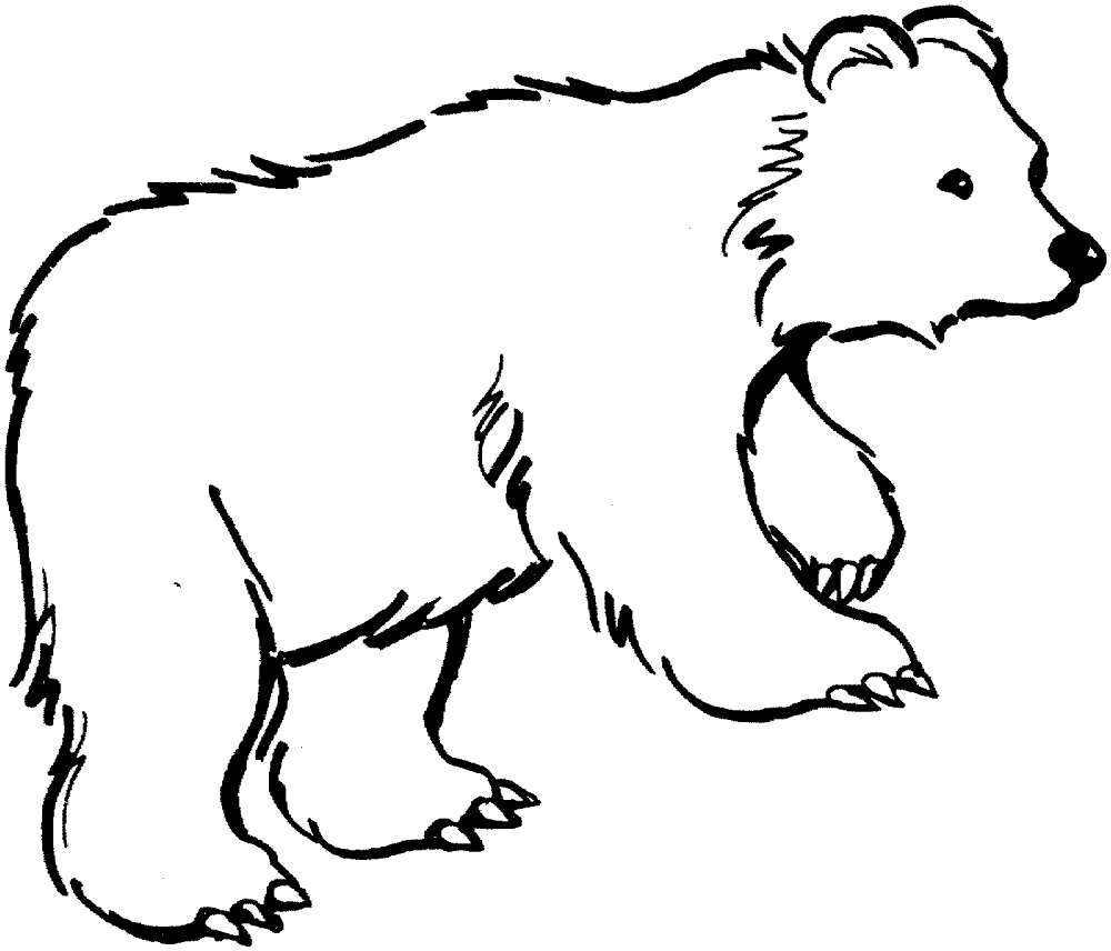 Desenho de Ursos Pardos para colorir e imprimir: número 13