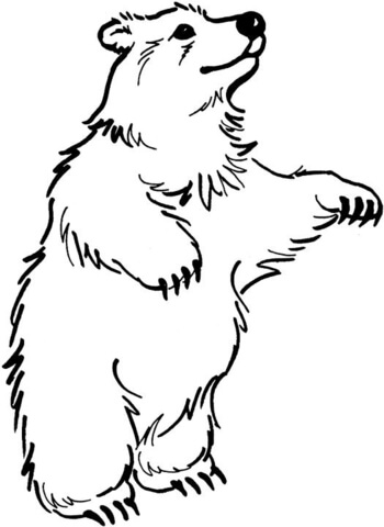 Desenho de Ursos Pardos para colorir e imprimir: número 14