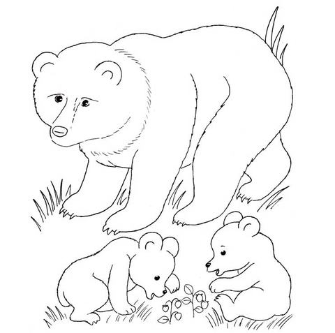 Desenho de Ursos Pardos para colorir e imprimir: número 21