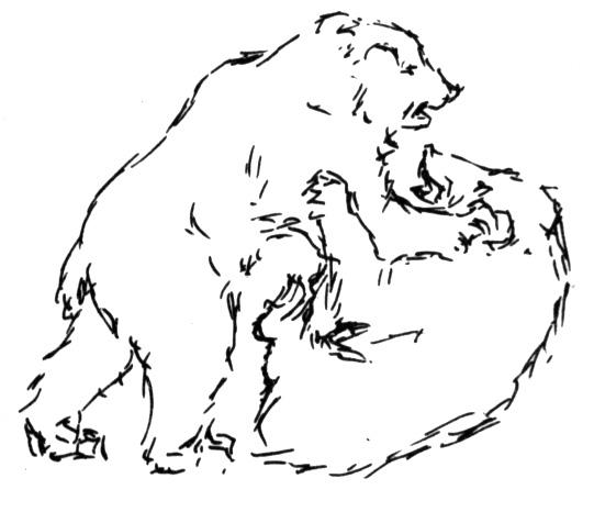 Desenho de Ursos Pardos para colorir e imprimir: número 22