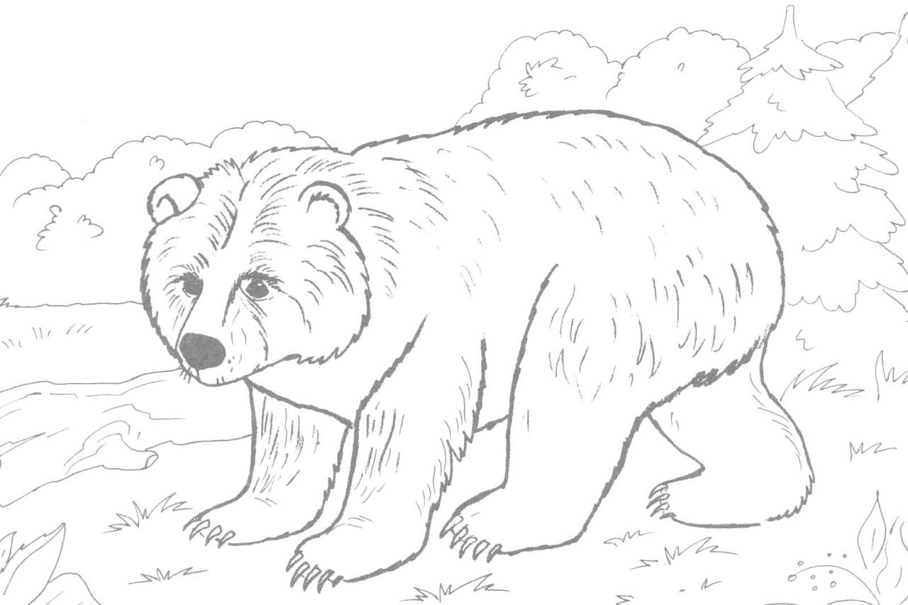 Desenho de Ursos Pardos para colorir e imprimir: número 33