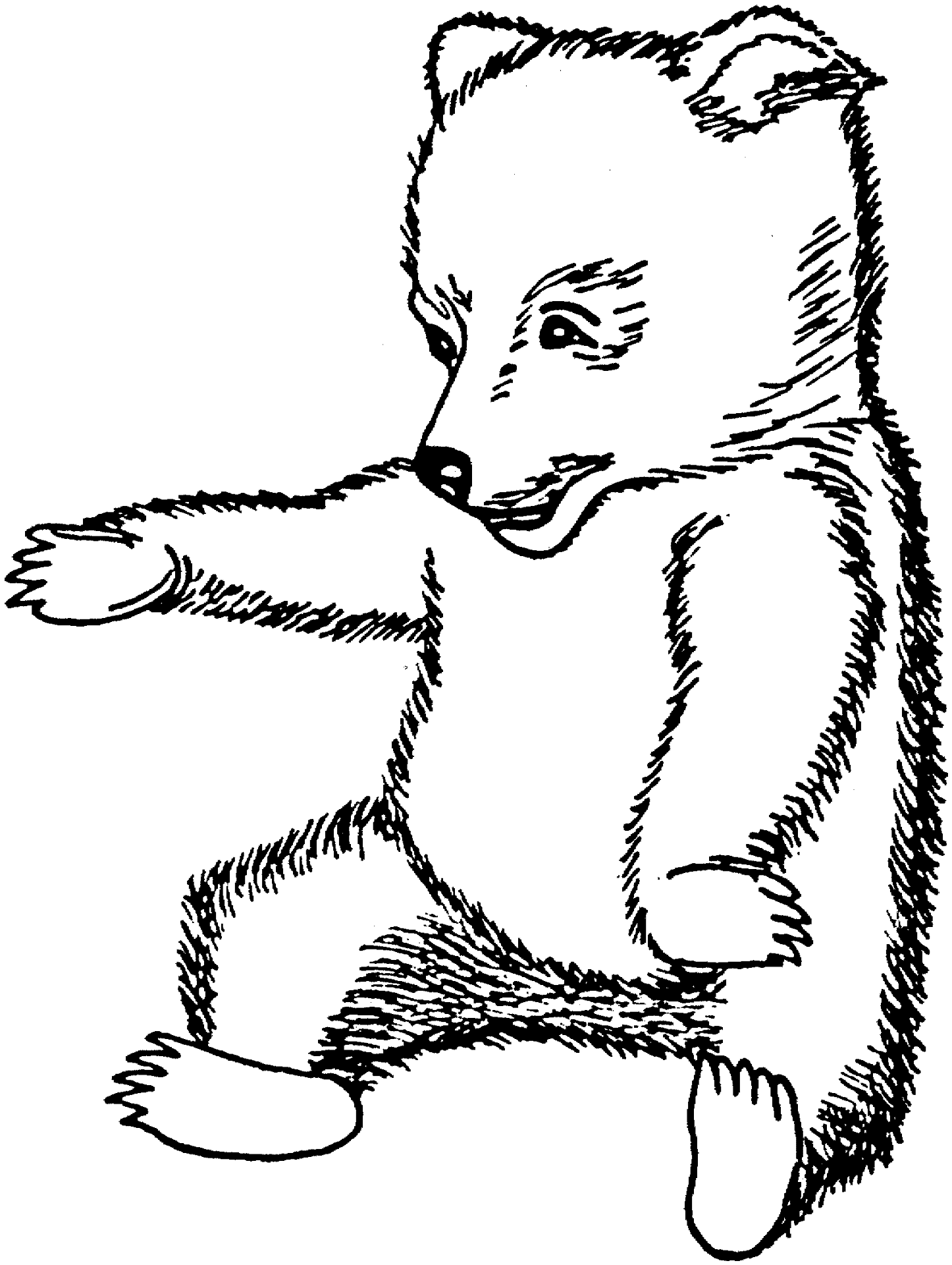 Desenho de Ursos Pardos para colorir e imprimir: número 36