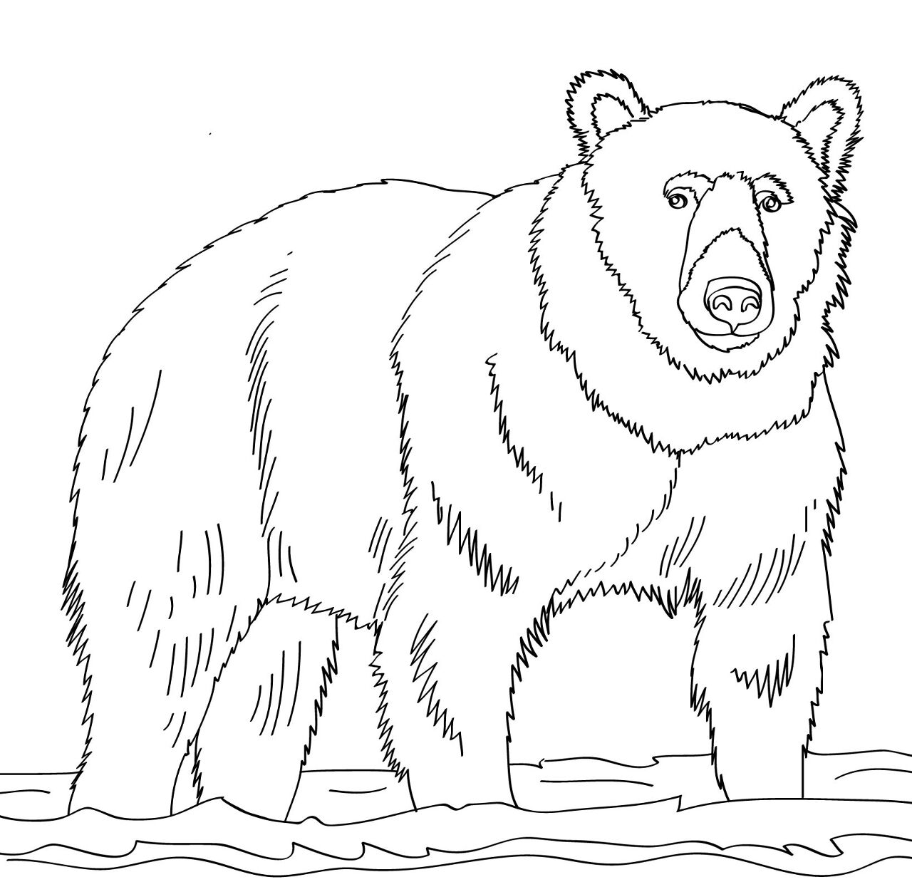 Desenho de Ursos Pardos para colorir e imprimir: número 40