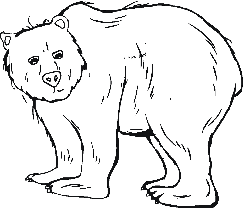 Desenho de Ursos Pardos para colorir e imprimir: número 47