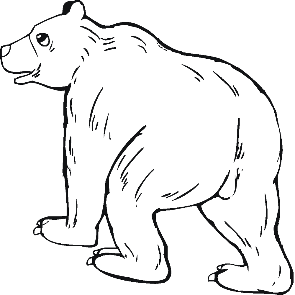 Desenho de Ursos Pardos para colorir
