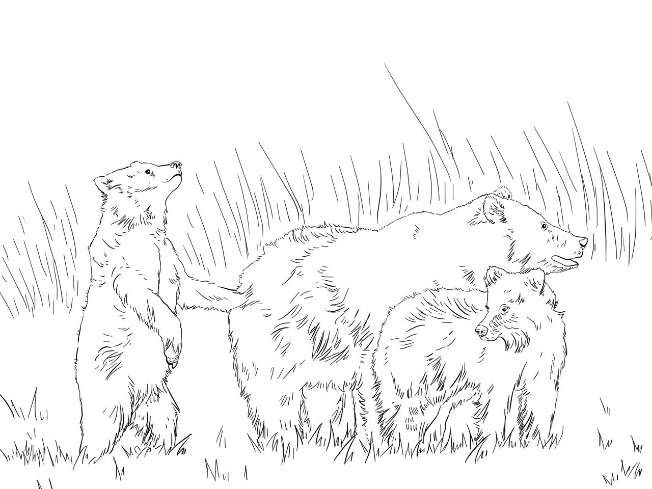 Desenho de Ursos Pardos para colorir